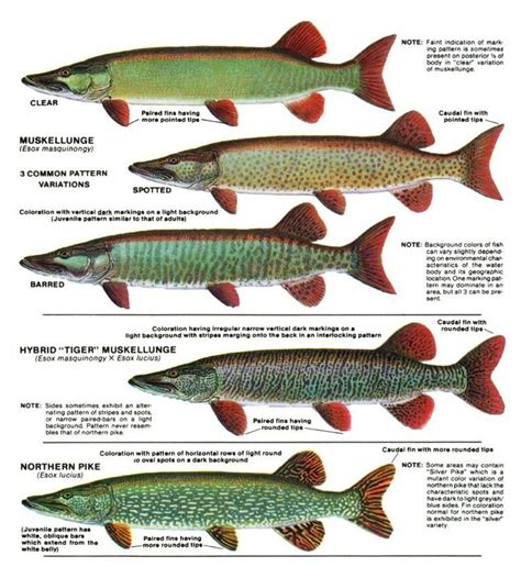 torpedo looking fish in the pike family|Esox .